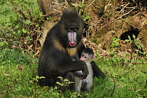 Mandrill (Mandrillus sphinx) mother with young, native to Gabon