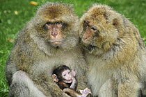Barbary Macaque (Macaca sylvanus) female with mother and young, native to northern Africa
