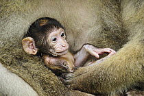 Barbary Macaque (Macaca sylvanus) mother with young, native to northern Africa