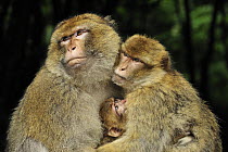 Barbary Macaque (Macaca sylvanus) family, native to northern Africa