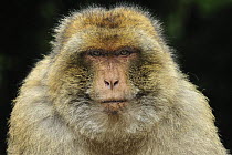 Barbary Macaque (Macaca sylvanus) male, native to northern Africa