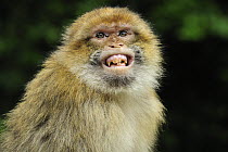 Barbary Macaque (Macaca sylvanus) female in defensive posture, native to northern Africa