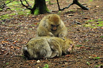 Barbary Macaque (Macaca sylvanus) pair grooming, native to northern Africa
