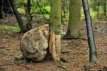 Barbary Macaque (Macaca sylvanus) on tree that has had its bark eaten off, native to northern Africa