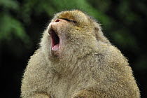 Barbary Macaque (Macaca sylvanus) yawning, native to northern Africa