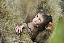 Barbary Macaque (Macaca sylvanus) mother with young, native to northern Africa