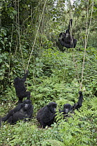 Mountain Gorilla (Gorilla gorilla beringei) juveniles playing on vines, Parc National des Volcans, Rwanda