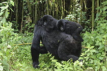 Mountain Gorilla (Gorilla gorilla beringei) mother carrying one and a half year old twin babies, Parc National des Volcans, Rwanda
