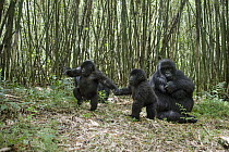Mountain Gorilla (Gorilla gorilla beringei) mother with playing babies in bamboo forest, Parc National des Volcans, Rwanda