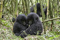 Mountain Gorilla (Gorilla gorilla beringei) two year old babies huddled together in bamboo forest, Parc National des Volcans, Rwanda