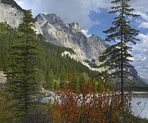 Boreal forest and Mount Wilson, Banff National Park, Alberta, Canada