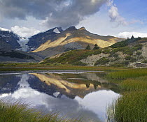 Dome Glacier and Mount Kitchener reflected in pond, Jasper National Park, Alberta, Canada