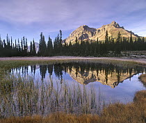 Mount Jimmy Simpson reflected in pond, Banff National Park, Alberta, Canada