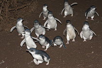 Little Blue Penguin (Eudyptula minor) group walking down hill to go on a feeding trip at sea, Phillip Island, Australia