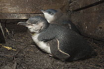 Little Blue Penguin (Eudyptula minor) adult with down-covered chick in nesting box, Phillip Island, Australia