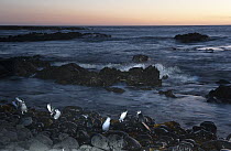 Little Blue Penguin (Eudyptula minor) group returns feeding trip at dusk, Phillip Island, Australia