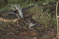 Superb Lyrebird (Menura novaehollandiae) male looking for worms and small insects on forest floor, Sherbrooke Forest, Victoria, Australia