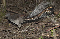 Superb Lyrebird (Menura novaehollandiae) male looking for worms and small insects on forest floor, Sherbrooke Forest Park, Victoria, Australia
