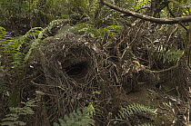 Superb Lyrebird (Menura novaehollandiae) nest, Sherbrooke Forest Park, Victoria, Australia