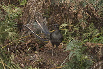 Superb Lyrebird (Menura novaehollandiae) male clearing an area in which to perform mating dance, Sherbrooke Forest Park, Victoria, Australia