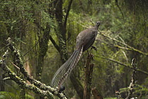 Superb Lyrebird (Menura novaehollandiae) male singing from perch, Sherbrooke Forest Park, Victoria, Australia