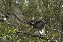 Superb Lyrebird (Menura novaehollandiae) male singing from perch, Sherbrooke Forest Park, Victoria, Australia