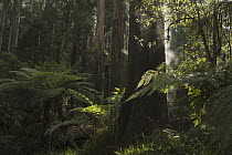 Mountain-ash (Eucalyptus regnans) forest providing ideal habitat for Superb Lyrebird (Menura novaehollandiae), Sherbrooke Forest Park, Victoria, Australia