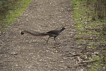 Superb Lyrebird (Menura novaehollandiae) male crossing bush track, Sherbrooke Forest Park, Victoria, Australia