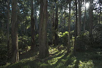 Mountain-ash (Eucalyptus regnans) forest providing ideal habitat for Superb Lyrebird (Menura novaehollandiae), Sherbrooke Forest Park, Victoria, Australia