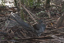 Superb Lyrebird (Menura novaehollandiae) male turning over leaf litter looking for worms and small insects, Sherbrooke Forest Park, Victoria, Australia