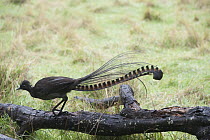 Superb Lyrebird (Menura novaehollandiae) male running along log, Sherbrooke Forest Park, Victoria, Australia