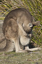 Eastern Grey Kangaroo (Macropus giganteus) female cleaning joey in pouch, Maria Island National Park, Australia