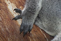 Koala (Phascolarctos cinereus) claws adapted for arboreal climbing lifestyle, Phillip Island, Australia