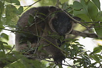 Lumholtz's Tree-kangaroo (Dendrolagus lumholtzi), Atherton Tableland, Australia