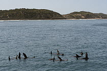 Cape Fur Seal (Arctocephalus pusillus) group using elevated flippers to absorb the heat of the sun, Port Phillip Heads Marine National Park, Australia