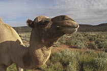 Dromedary (Camelus dromedarius), an introduced species, MacDonnell Range, Australia