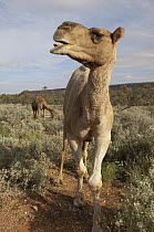 Dromedary (Camelus dromedarius), an introduced species, MacDonnell Range, Australia