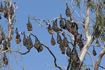 Gray-headed Flying Fox (Pteropus poliocephalus) group resting during the middle of the day, Yarra River, Australia