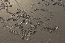 Gastropod tracks on beach sand, Torres Strait, Australia