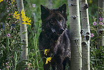 Gray Wolf (Canis lupus) dark morph, Montana
