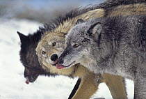 Gray Wolf (Canis lupus)group with submissive licking dominant wolf, Montana