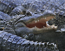 American Alligator (Alligator mississippiensis), Everglades, Florida