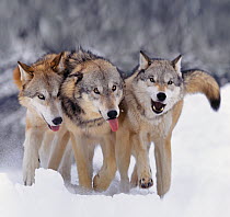 Gray Wolf (Canis lupus) pack walking in snow, Montana