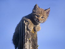 Bobcat (Lynx rufus) kitten, Montana