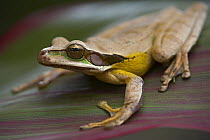 Masked Treefrog (Rhacophorus angulirostris), Costa Rica