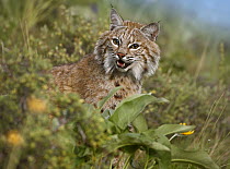 Bobcat (Lynx rufus), Montana