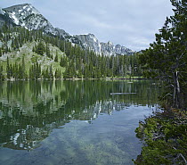 Pine trees reflected in Fairy Lake, Gallatin National Forest, Bridger Mountains, Montana
