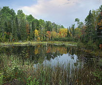Autumn foliage, Algonquin Provincial Park, Ontario, Canada
