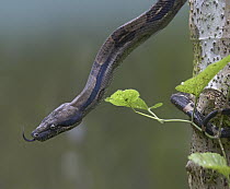 Boa Constrictor (Boa constrictor), Costa Rica