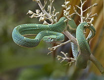 Green Palm Viper (Bothriechis lateralis), Costa Rica